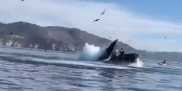 Кит проковтнув двох жінок, а потім виплюнув їх цілими та неушкодженими (Відео)