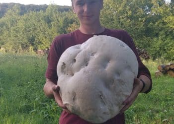 На Бережанщині місцеві жителі знайшли гігантський гриб вагою майже 6 кг