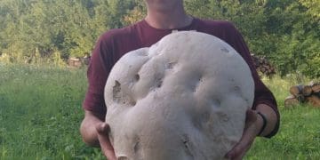 На Бережанщині місцеві жителі знайшли гігантський гриб вагою майже 6 кг