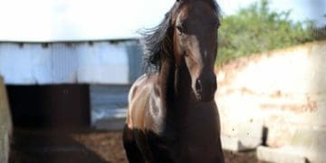 На Тернопільщині вирощують унікальну породу коней