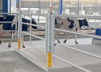 «Бучачагрохлібпром» побудував новітній корівник