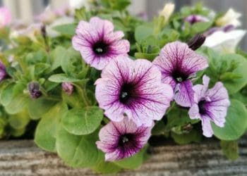 Як змусити петунії постійно цвісти: 6 секретів