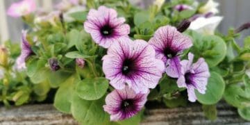 Як змусити петунії постійно цвісти: 6 секретів
