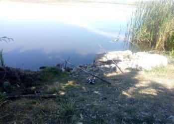 У Бережанах виявили хижака з Північної Америки