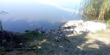 У Бережанах виявили хижака з Північної Америки