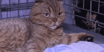 У Тернополі оселився особливий кіт з Маріуполя