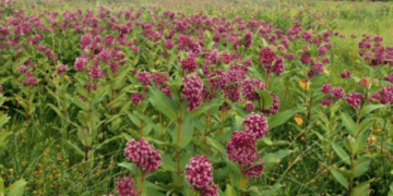 На Тернопіллі, крім борщівника, поширюється ще одна небезпечна рослина