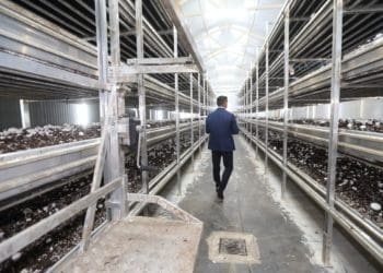 Голова Тернопільської обласної ради Михайло Головко відвідав найбільшу ферму печериць Тернопільщини Fungi Farm