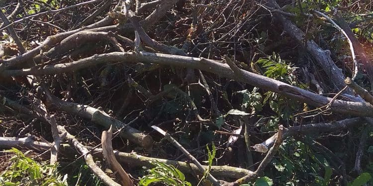 У Бучачі влада нищить цвинтар і вирубує на ньому дерева на сотні тисяч гривень