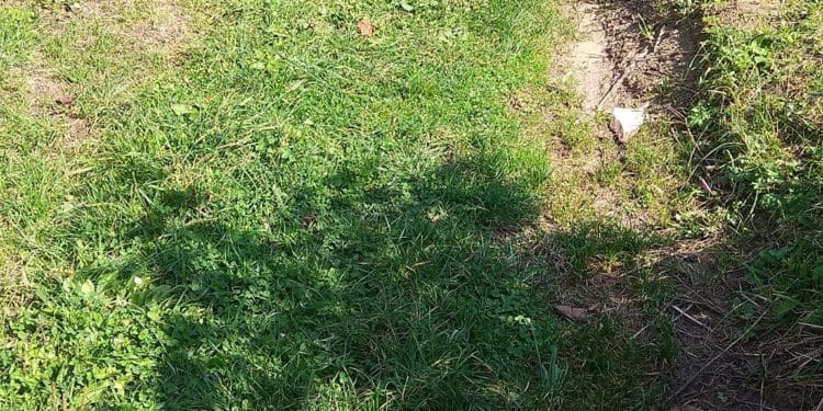 У Бучачі влада нищить цвинтар і вирубує на ньому дерева на сотні тисяч гривень