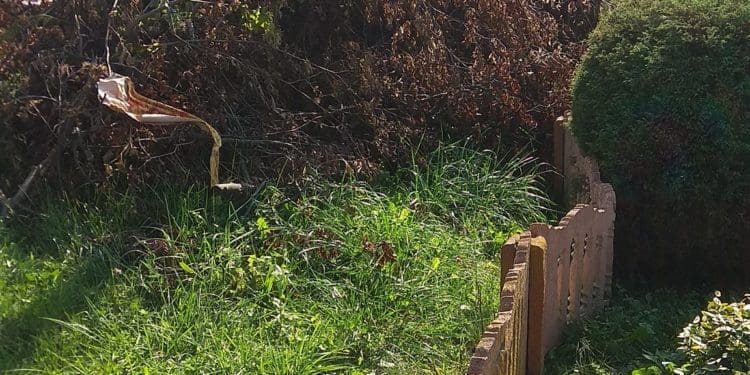 У Бучачі влада нищить цвинтар і вирубує на ньому дерева на сотні тисяч гривень