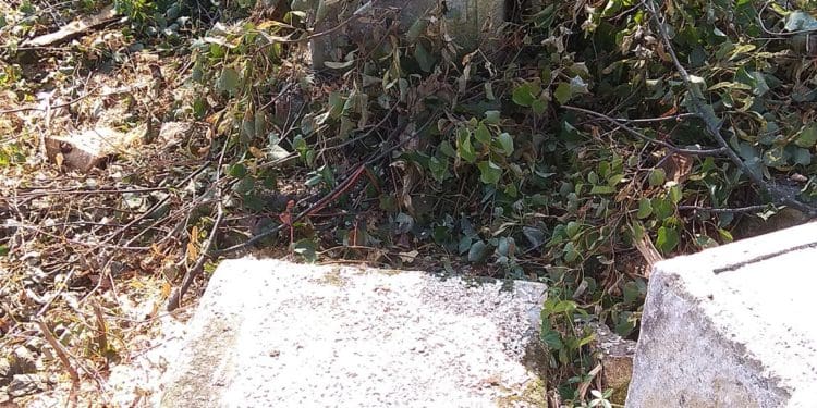 У Бучачі влада нищить цвинтар і вирубує на ньому дерева на сотні тисяч гривень