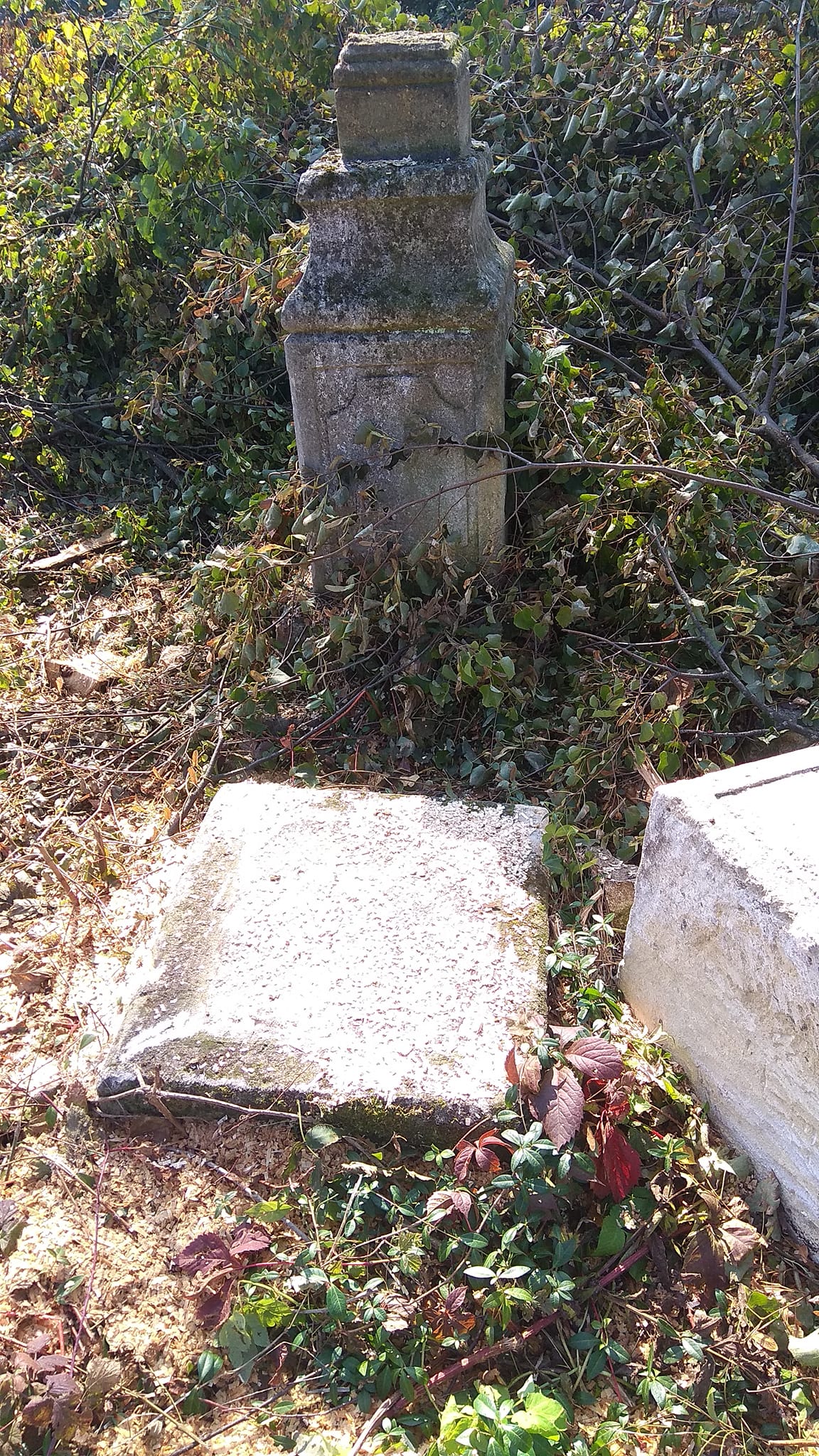 У Бучачі влада нищить цвинтар і вирубує на ньому дерева на сотні тисяч гривень