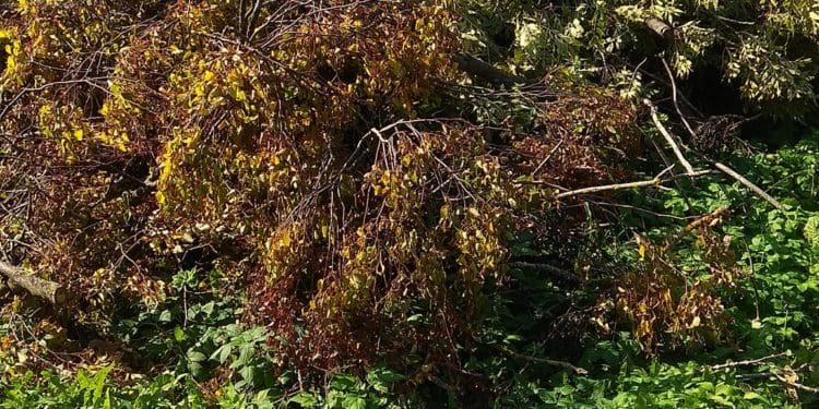 У Бучачі влада нищить цвинтар і вирубує на ньому дерева на сотні тисяч гривень