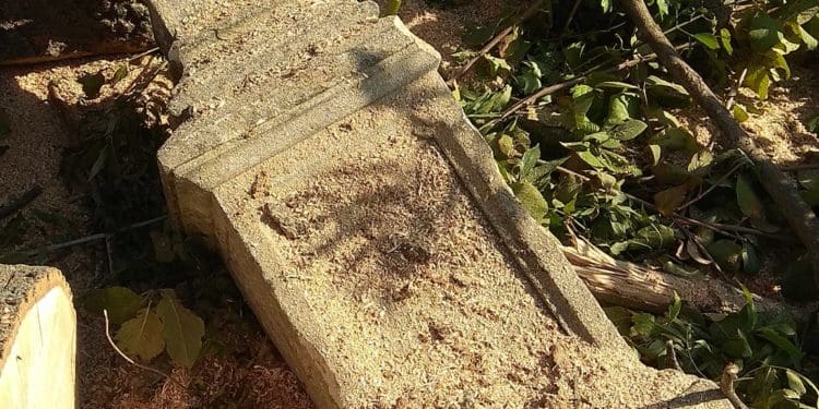 У Бучачі влада нищить цвинтар і вирубує на ньому дерева на сотні тисяч гривень