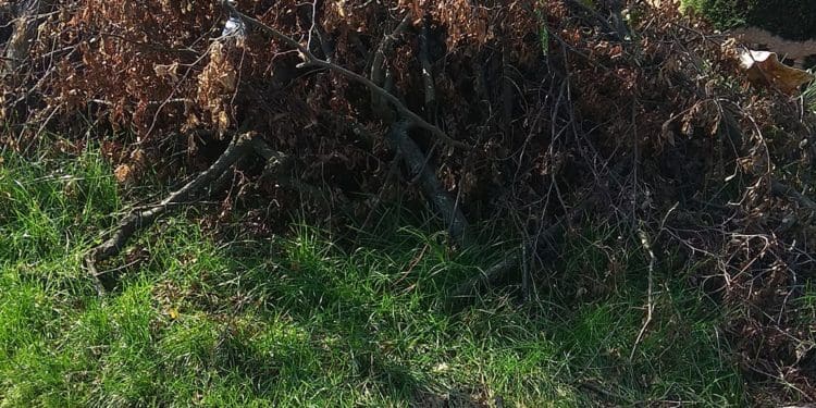 У Бучачі влада нищить цвинтар і вирубує на ньому дерева на сотні тисяч гривень