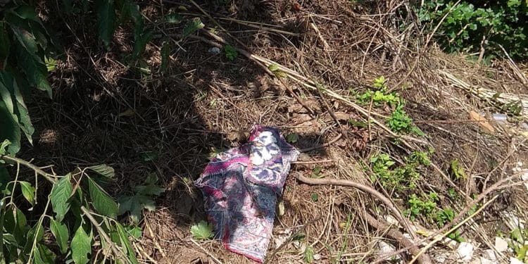 У Бучачі влада нищить цвинтар і вирубує на ньому дерева на сотні тисяч гривень