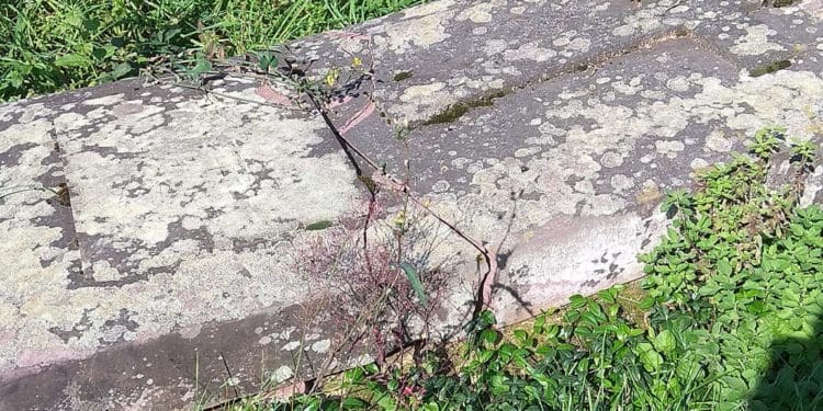 У Бучачі влада нищить цвинтар і вирубує на ньому дерева на сотні тисяч гривень