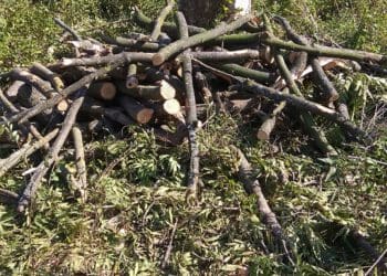 У Бучачі влада нищить цвинтар і вирубує на ньому дерева на сотні тисяч гривень