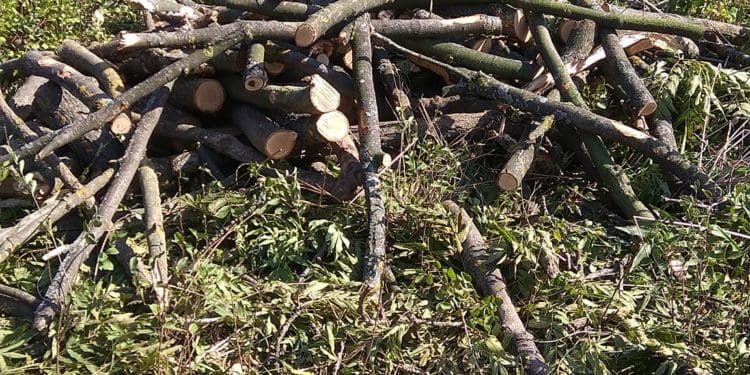 У Бучачі влада нищить цвинтар і вирубує на ньому дерева на сотні тисяч гривень