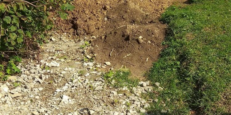 У Бучачі влада нищить цвинтар і вирубує на ньому дерева на сотні тисяч гривень