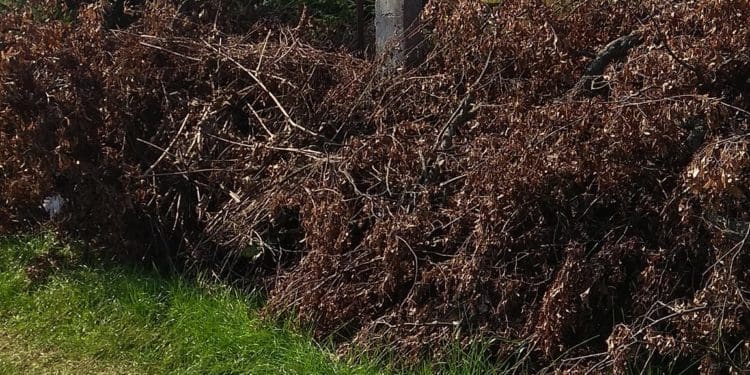 У Бучачі влада нищить цвинтар і вирубує на ньому дерева на сотні тисяч гривень