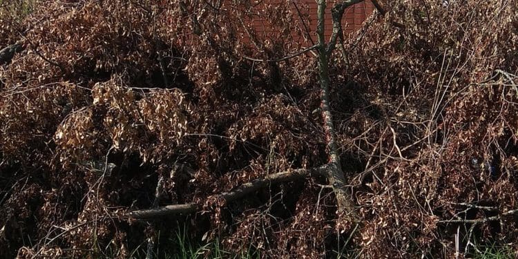 У Бучачі влада нищить цвинтар і вирубує на ньому дерева на сотні тисяч гривень