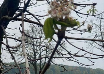 Тернопільська аномалія: посеред осені зацвіли каштани