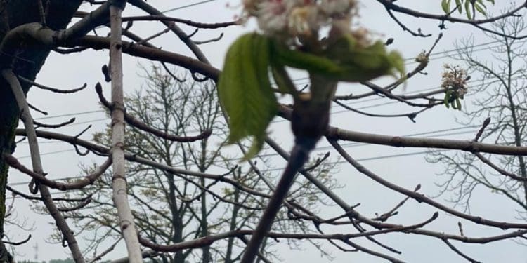 Тернопільська аномалія: посеред осені зацвіли каштани