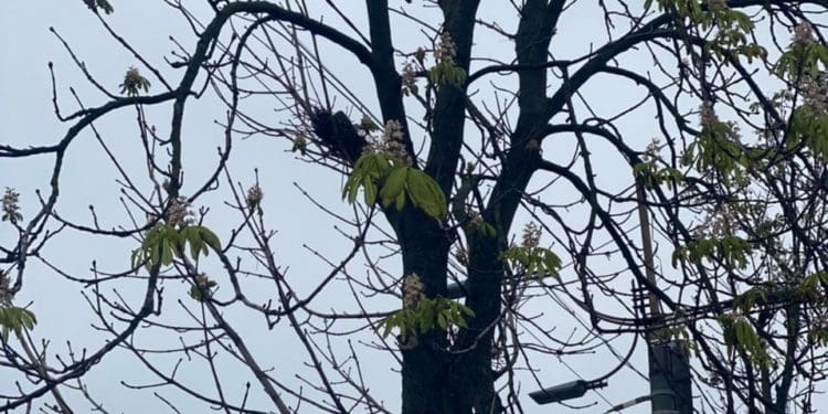 Тернопільська аномалія: посеред осені зацвіли каштани