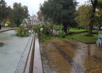 Негода: у центрі Тернополя вітер повалив велике дерево