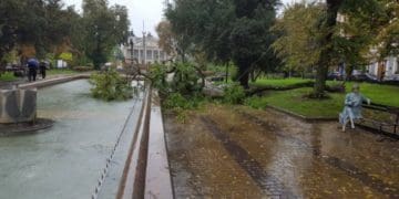 Негода: у центрі Тернополя вітер повалив велике дерево