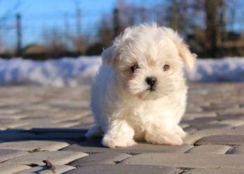 Прикра історія трапилася з 27-річним тернополянином – втратив гррші при купівлі цуценя