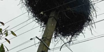 Гніздо лелеки горіло на Тернопільщині: люди викликали пожежників