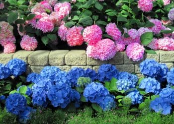 Як посадити гортензію восени: терміни та детальна інструкція