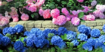 Як посадити гортензію восени: терміни та детальна інструкція