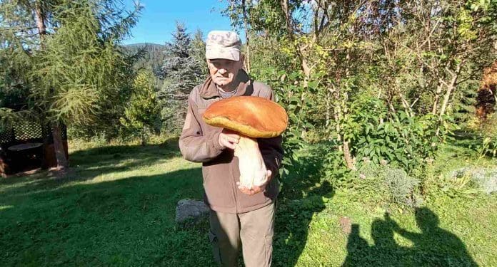 Картпатський грибник знайшов гриба-гіганта вагою 3 кілограми (Фото)