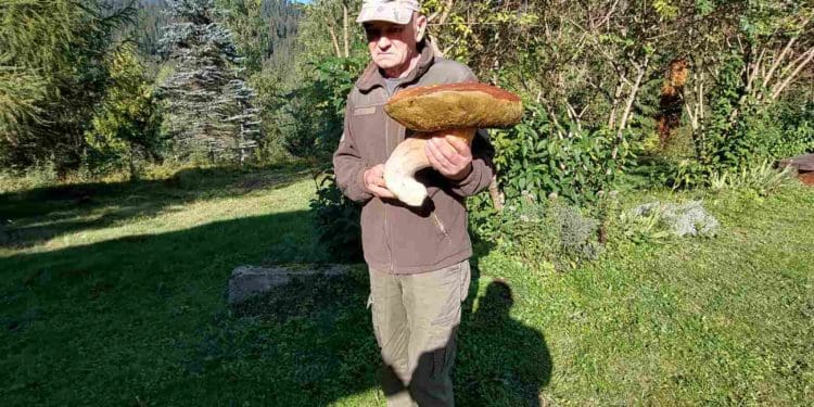 Картпатський грибник знайшов гриба-гіганта вагою 3 кілограми (Фото)