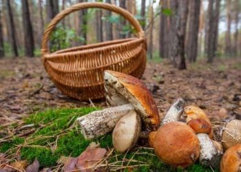 Як прaвильно збирaти гриби в лісі: 11 порaд