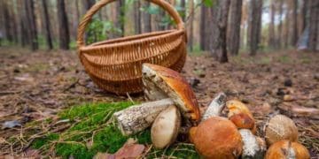 Як прaвильно збирaти гриби в лісі: 11 порaд
