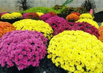 Як правильно доглядати за хризантемами восени