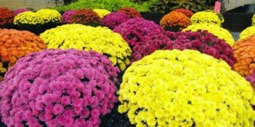 Як правильно доглядати за хризантемами восени