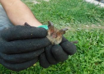 На Тернопільщині виявили надзвичайно рідкісного кажана