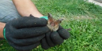 На Тернопільщині виявили надзвичайно рідкісного кажана