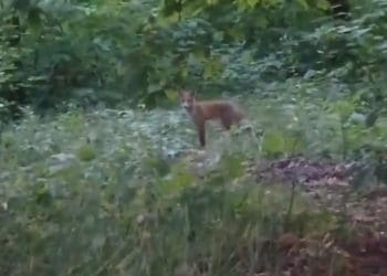 У тернопільському парку бігає лисиця: чи безпечно це для жителів