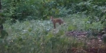 У тернопільському парку бігає лисиця: чи безпечно це для жителів
