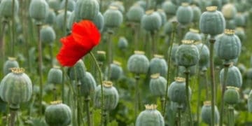 Мешканка Бережанської громади понесе покарання за вирощування нарковмісних рослин