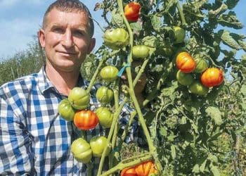 Власна справа: на Тернопільщині вирощують помідори-рекордсмени
