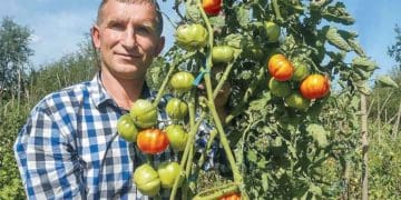 Власна справа: на Тернопільщині вирощують помідори-рекордсмени