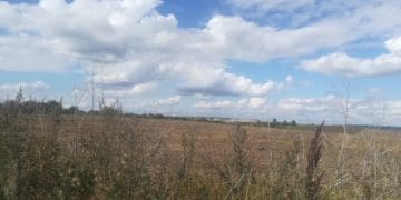 Про небезпечну ситуацію на Малашівському сміттєзвалищі під Тернополем розповів еколог